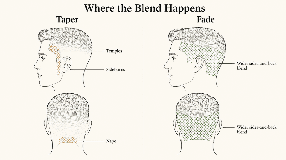 Diagram showing a taper around the temples and neckline beside a fade covering the wider sides and back. Taper vs Fade.
